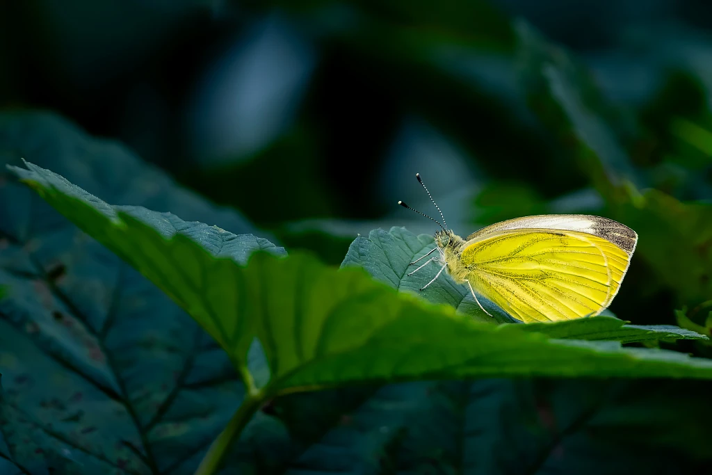 Żółty motyl na zielonym liściu wśród ciemnej roślinności